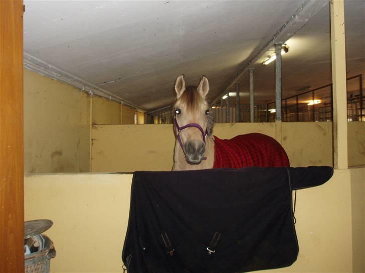 Anden særlig race Yellow lady * Aflivet * - LADYMUS <3 billede 2