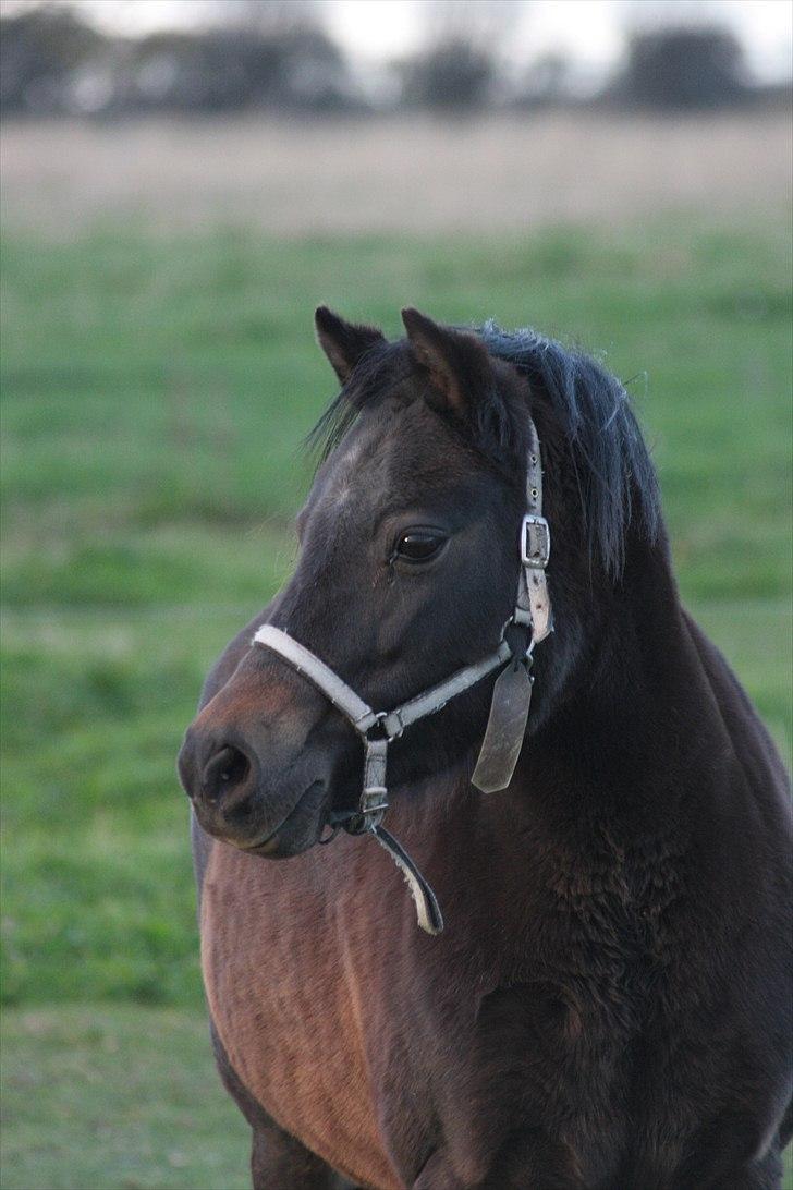 Welsh Pony (sec B) Kastania - Velkommen til Kastanias profil! :´) billede 3
