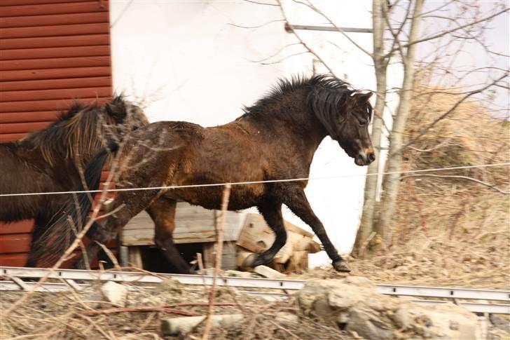 Welsh Pony (sec B) Kastania - You like to move it move it <3 - Vinter 2010 billede 5