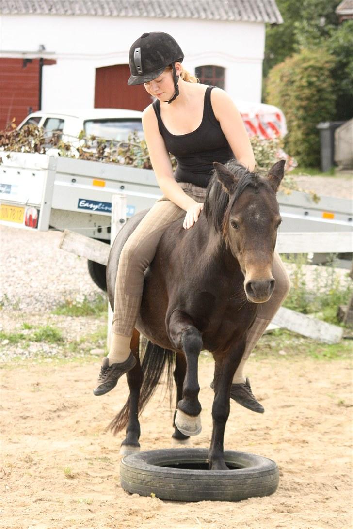 Welsh Pony (sec B) Kastania - Dækleg sommeren 2010 <3 billede 6
