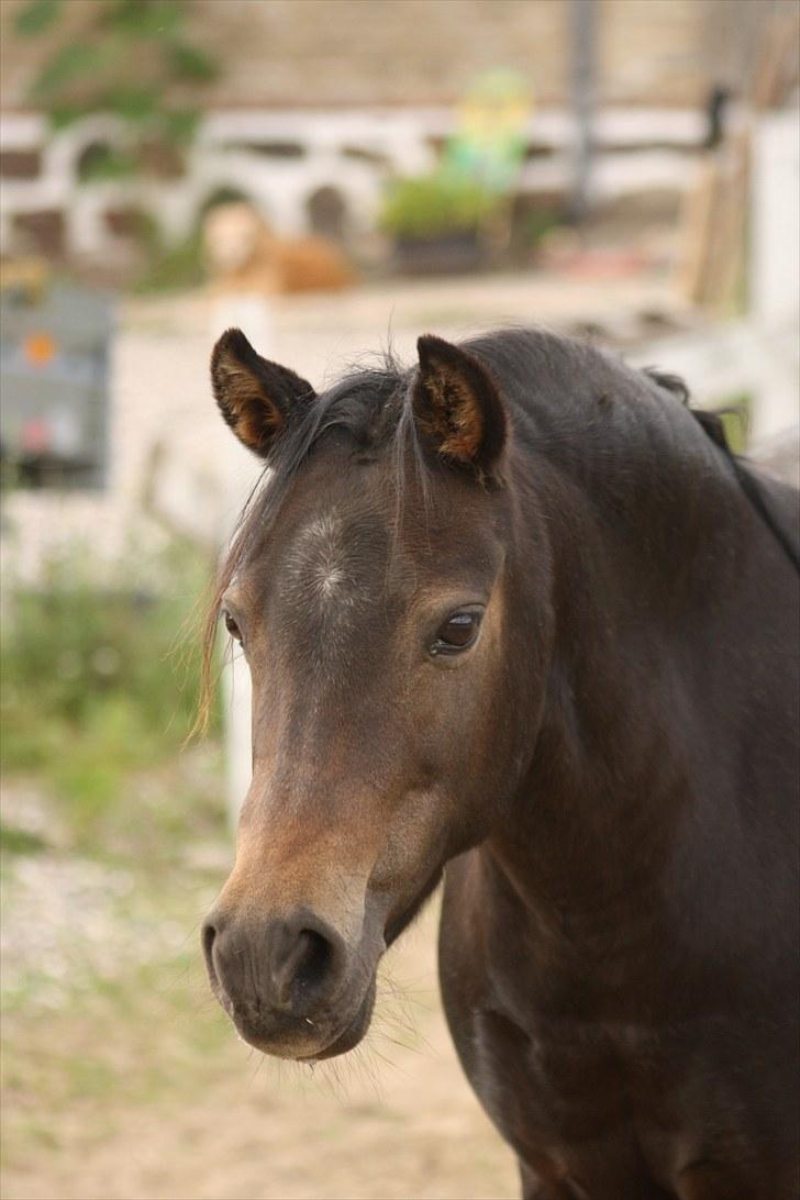 Welsh Pony (sec B) Kastania - Når du ser på mig sådan der! Uff <3 Sommeren 2010 billede 8