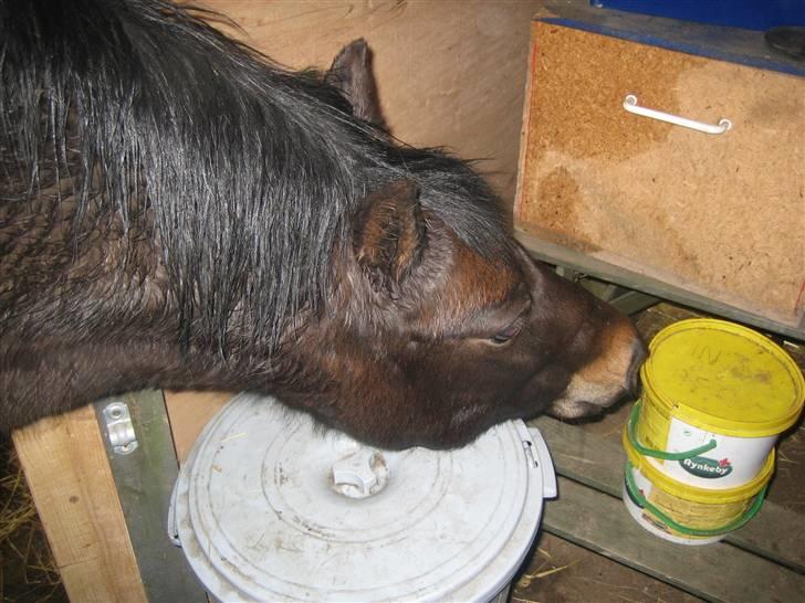 Welsh Pony (sec B) Kastania - Kastania er en grådig grovæder! :p Vinteren 2008 billede 9