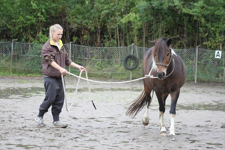 Anden særlig race Tamara † -Guardian Angel- - Longering i cordeo :) det går bedre og bedre :D <33 foto: Emma m. Bob! :D<3 billede 5