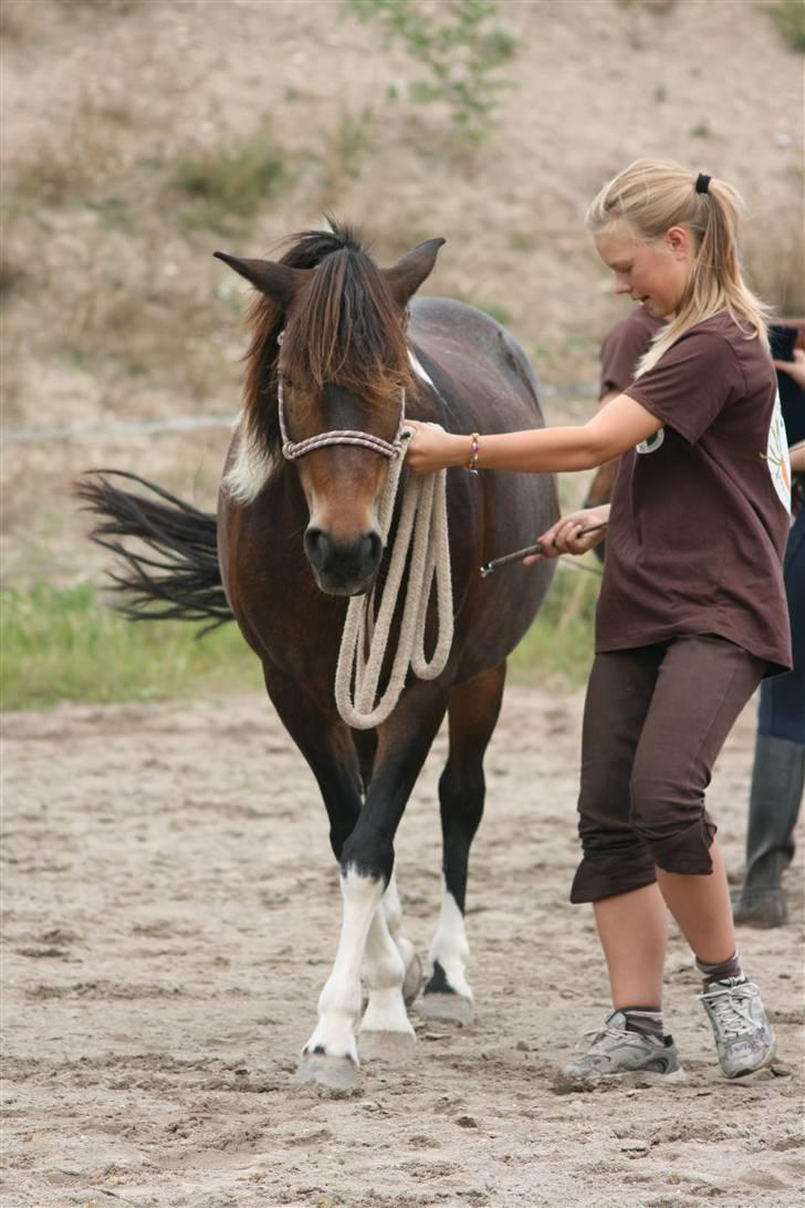 Anden særlig race Tamara † -Guardian Angel- - ´side step´:  det går bedre og bedre, men det er lidt svært nogle gange når hun vender hele kroppen x) <3 billede 9