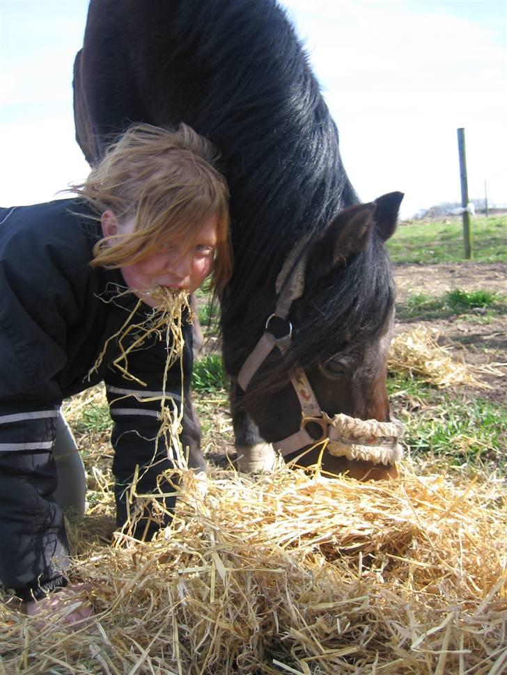 Welsh Pony (sec B) Kastania - 2 sjæle - 1 tanke! ;) <3 Forår 2009 billede 10