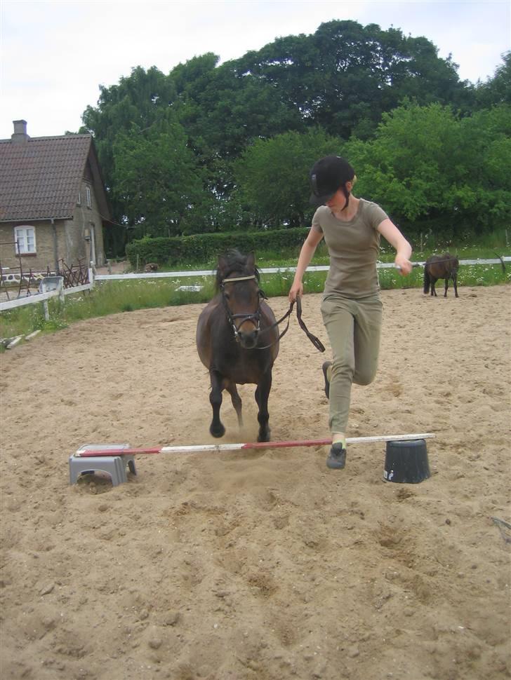 Welsh Pony (sec B) Kastania - Dejlige Kastania :´) - Mig i KÆMPE spring, hende lidt efter.. xD Sommer 2009 billede 13