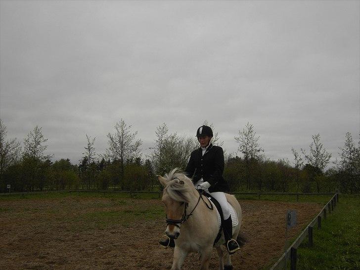 Fjordhest klaus gibson billede 9