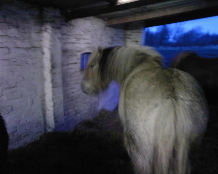 Fjordhest klaus gibson billede 10