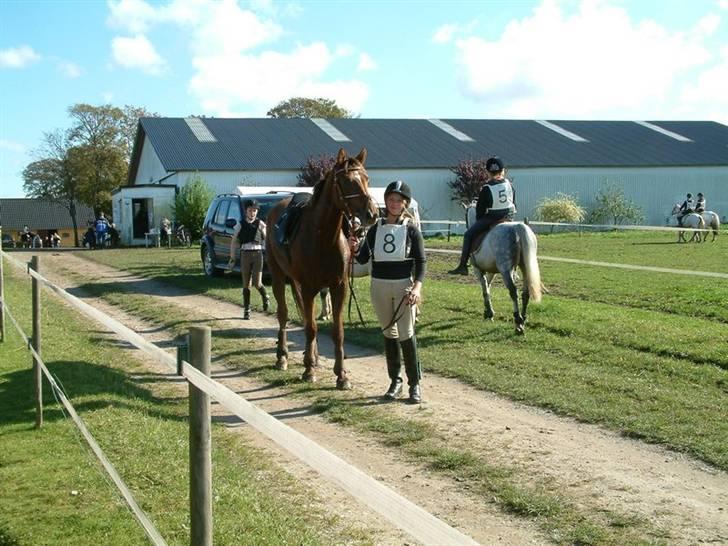 Anden særlig race Chilli (Solgt) - Terrænstævne på Falken - vi har lige været i terrænet ;) billede 1