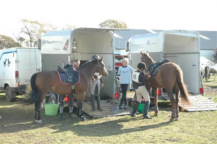 Anden særlig race Chilli (Solgt) - Ved at sadle op, terrænstævne på falken billede 2