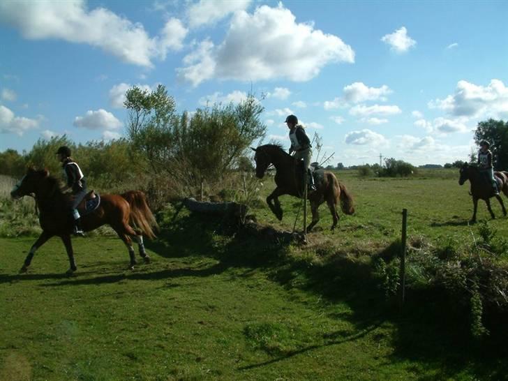 Anden særlig race Chilli (Solgt) - Da vi var på hold ude i terrænet til stævne på Falken. billede 3