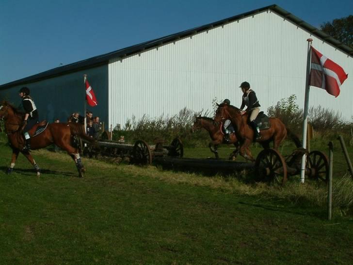 Anden særlig race Chilli (Solgt) billede 4