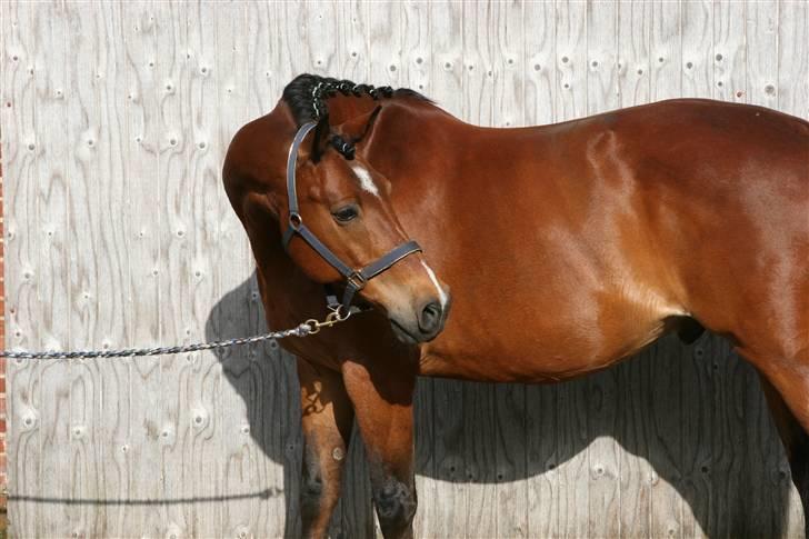 Oldenborg Mahjong †aflivet† R.I.P - Hej, jeg hedder Mahjong.. billede 1