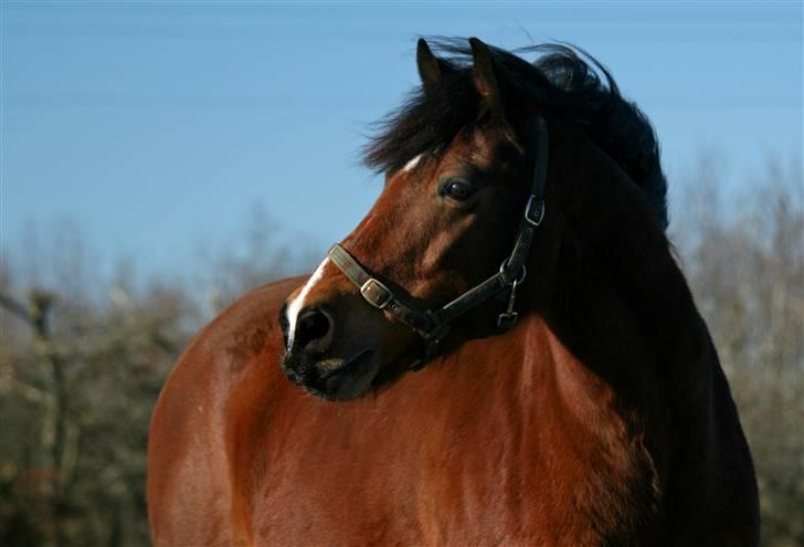 Oldenborg Mahjong †aflivet† R.I.P - Jah, en flot fyr. Ik :o) billede 2