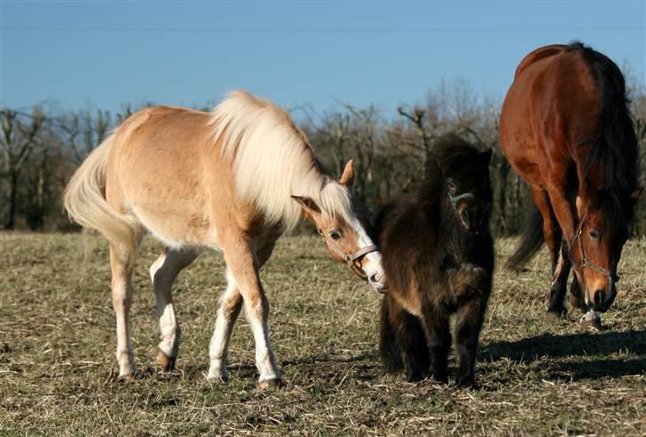 Oldenborg Mahjong †aflivet† R.I.P - Ja, her er det jo Jade der bestemmer.. billede 6