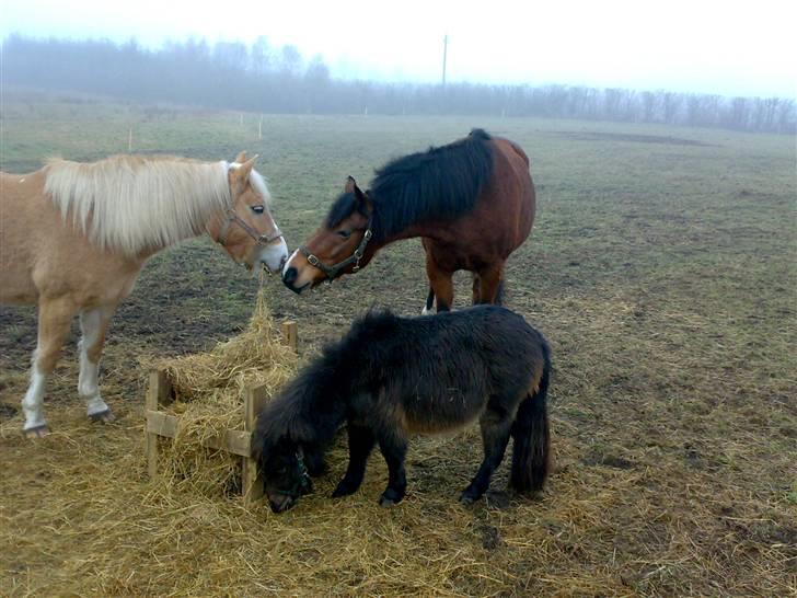 Oldenborg Mahjong †aflivet† R.I.P - Her er mine gode venner, Jade og lille Max.. billede 7