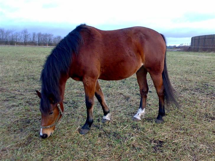 Oldenborg Mahjong †aflivet† R.I.P - Her er jeg i fuld figur.. billede 8