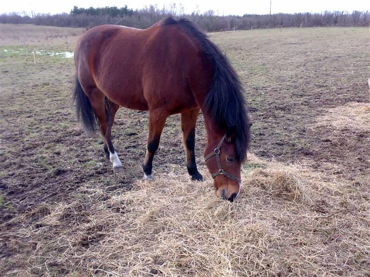 Oldenborg Mahjong †aflivet† R.I.P - Uhm, det er godt med noget hø.. billede 9