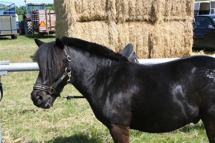 Shetlænder blackey - landbrugs messen gl. billede 16