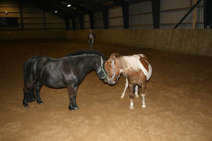 Shetlænder blackey - blackey og min den anden pony hr.nicolajsen billede 18