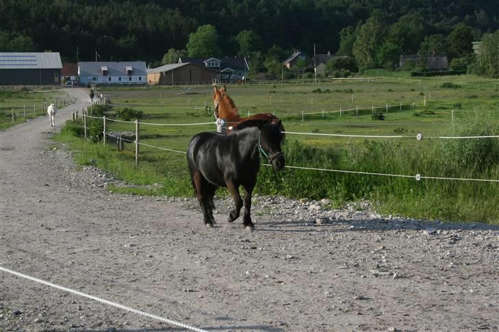 Shetlænder blackey - på vej til folden helt oppe på bakken billede 19