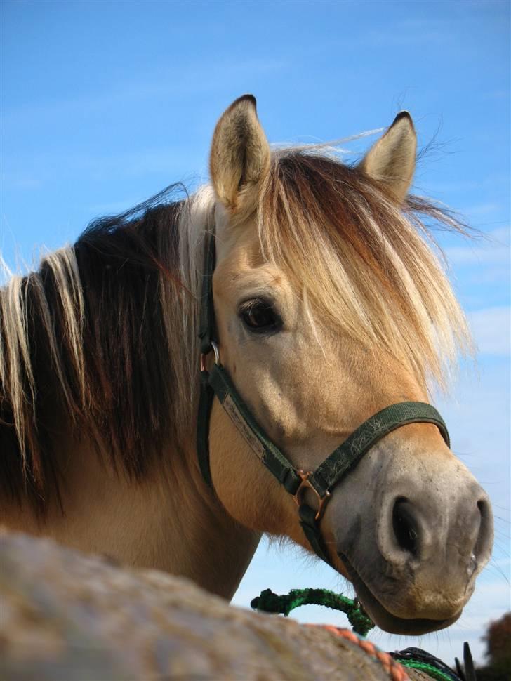 Fjordhest *Tjalfe* billede 1