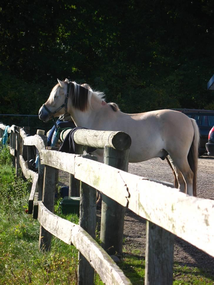 Fjordhest *Tjalfe* billede 4