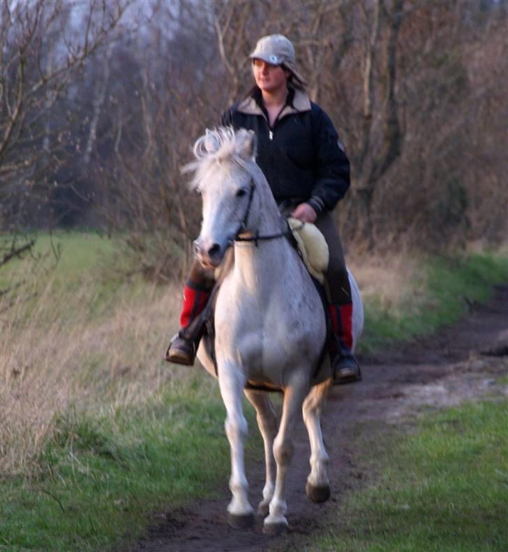 Tysk Sportspony Julia  billede 14