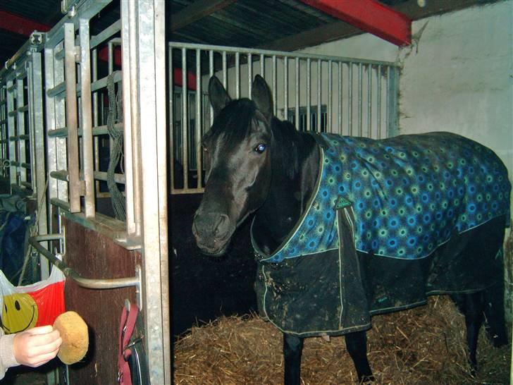 Trakehner Steinberg E  - Svamp!!! billede 6