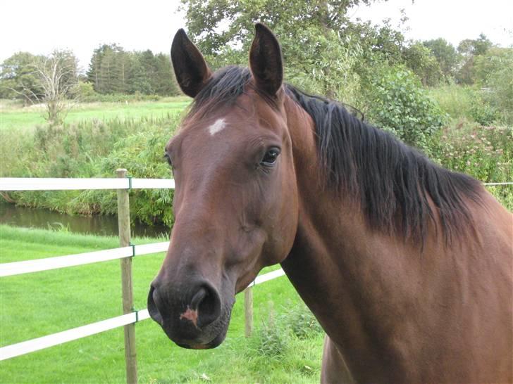 Holstener Enghøjs Amira - NYT - 24.08.08 <3 billede 15