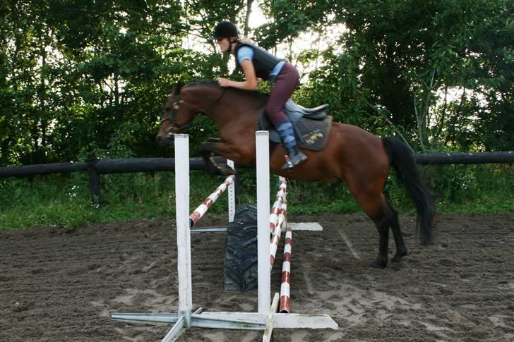 New Forest Silas Surprice - Du * dygtig søde <33 foto: Laura billede 2