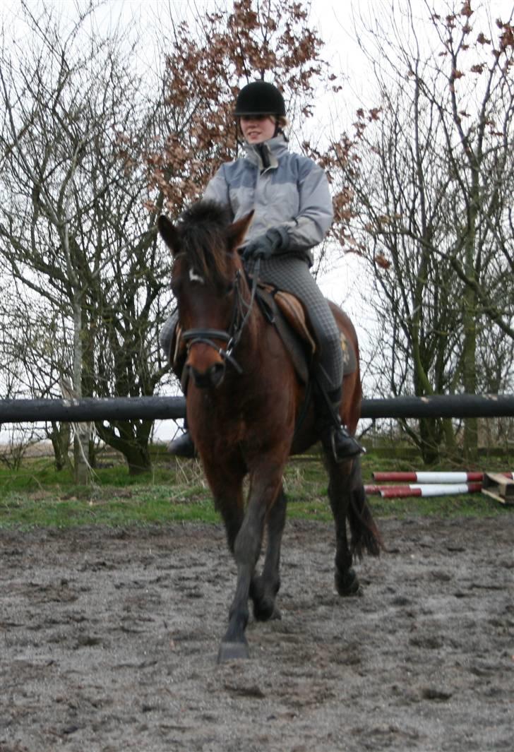 New Forest Silas Surprice - Vi træner lige lidt dressur - selvom vejret ik lige var det bedste <33 Foto: Mor  billede 3