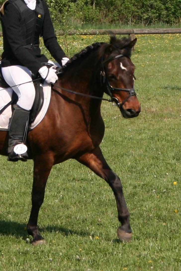 New Forest Silas Surprice - Silas <33 Foto: Malene billede 6