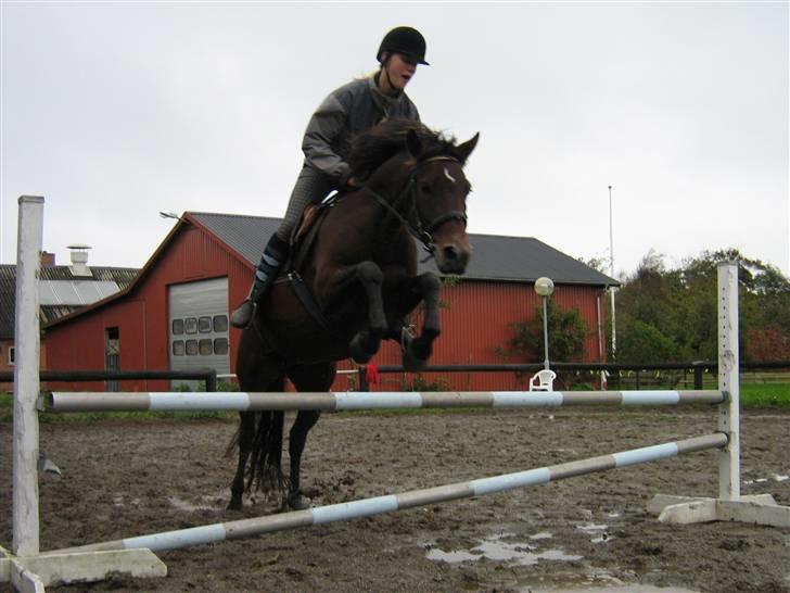 New Forest Silas Surprice - Uhh et sus i maven når vi springer ;D Foto: Min moar ;D billede 7