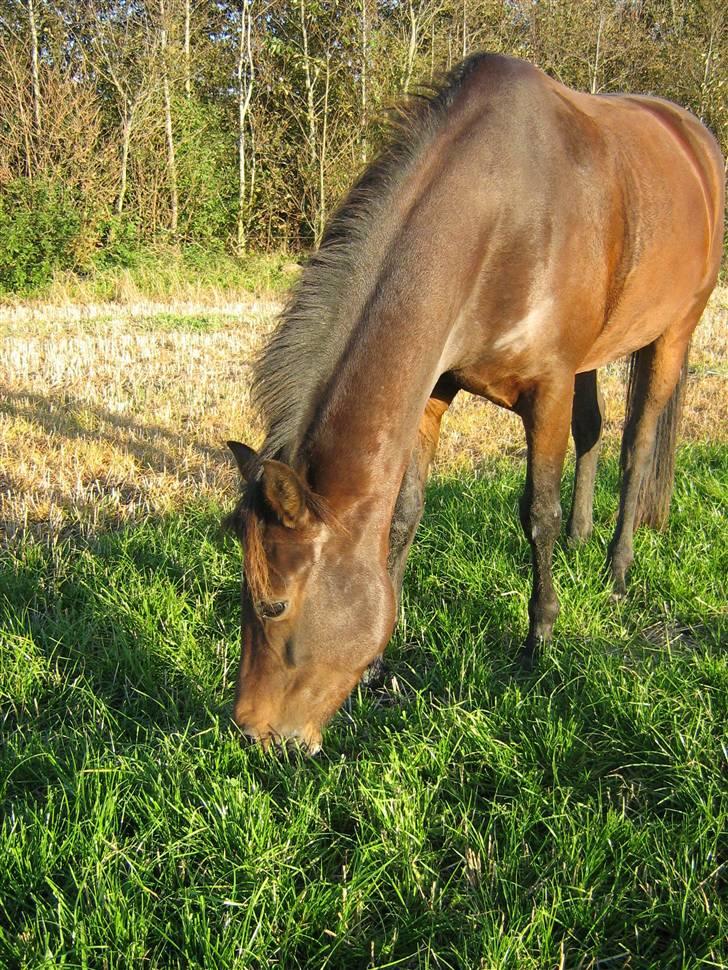 New Forest Silas Surprice - Dejlige hyp i efterårs solskin <3 Foto: Miig billede 8