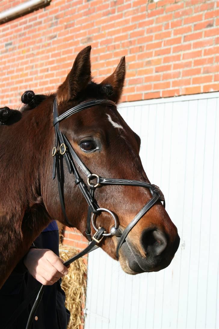 New Forest Silas Surprice - Portræt - Silas hyppen ;D Er han ikke køn <3 Foto: Miig billede 9