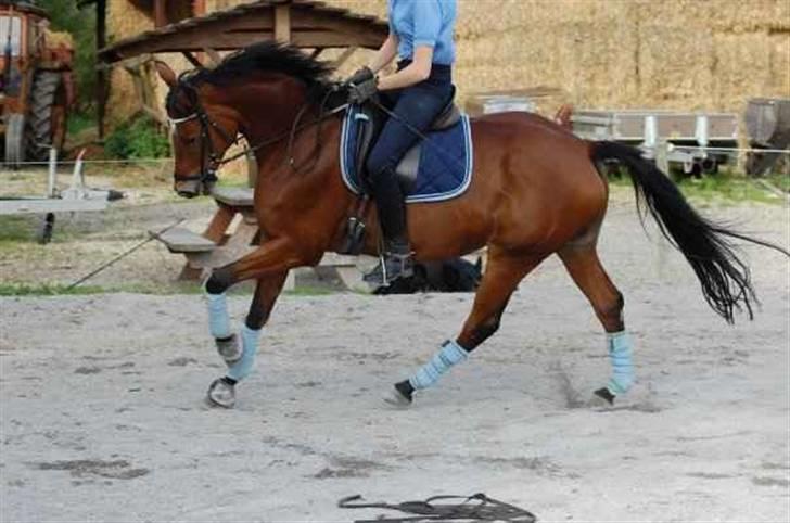 Trakehner Anastasia billede 2