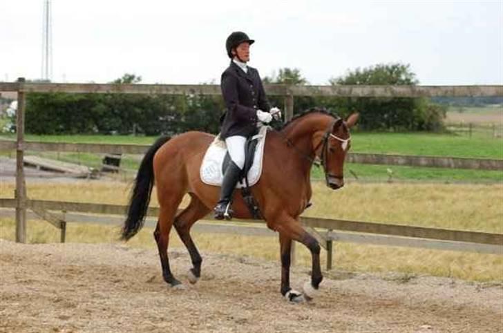 Trakehner Anastasia billede 6