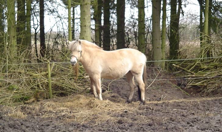 Fjordhest Højgårds Gabby - Gabby 22 mdr billede 12