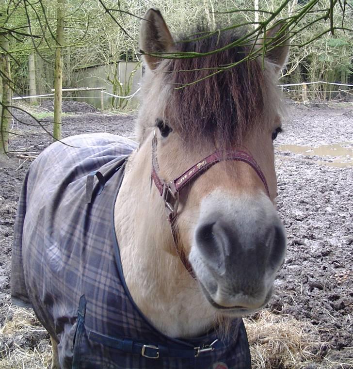 Fjordhest Annabel Kongehøj billede 11