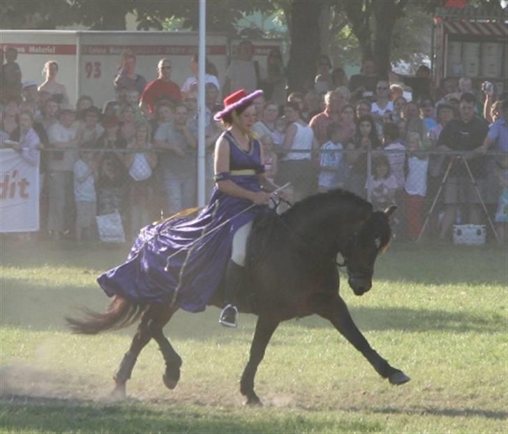 New Forest Stegstedgårds Figaro - Sanne & Figaro til Roskilde Dyrskue 2007 billede 2