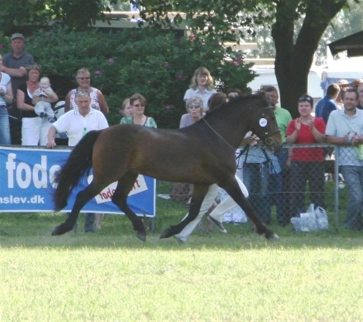 New Forest Stegstedgårds Figaro - Figaro til Roskilde Dyrskue 2007 hvor han blev Skuets 3. Bedste Hingst på tværs af alle racer billede 4