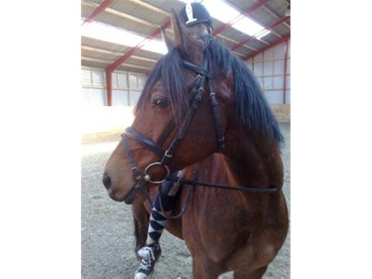 {{currentPhoto.altText}} billede {{currentPhoto.number}}