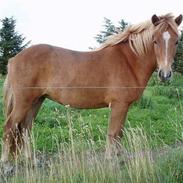 Islænder Röskva frá Mejlholmgaard