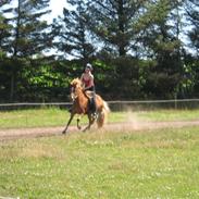 Islænder Röskva frá Mejlholmgaard