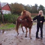 Islænder Röskva frá Mejlholmgaard