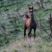 Arabisk fuldblod (OX) Al Watino Estopa of Tas R.I.P 