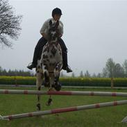 Appaloosa figazo