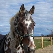 Appaloosa figazo