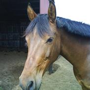 Sportsaraber (A) Romeo